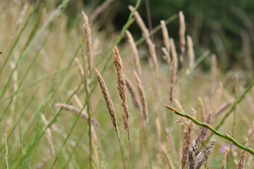 grass in the wind