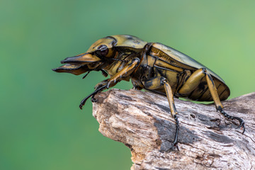 stag beetle - allotopus sp.