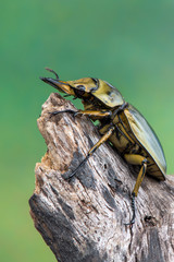 stag beetle - allotopus sp.