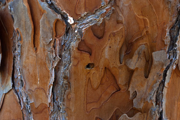 bark of pine tree trunk texture background. Pine. bark of pine tree