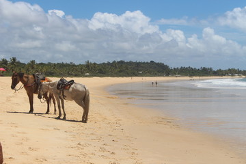 horses