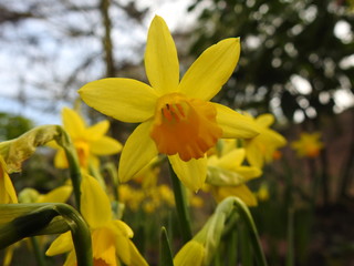 daffodils in garden