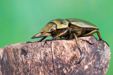 stag beetle - allotopus sp.