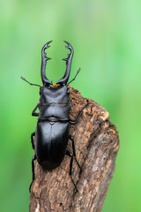 Giraffe Stag-Beetle - Prosopocoilus giraffa keisukei