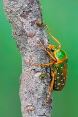 rose chafer beetle - Stephanorrhina guttata