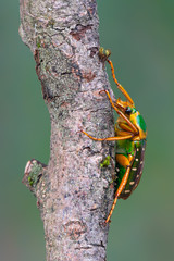 rose chafer beetle - Stephanorrhina guttata