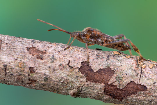 western conifer seed bug - Leptoglossus occidentalis