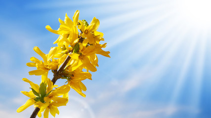 Rozkwitające rośliny wiosną w słoneczny dzień © piotrszczepanek