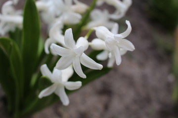 white flower