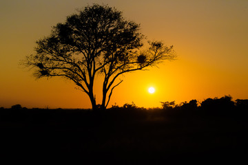 Fototapeta na wymiar Árvore em frente ao pôr-do-sol na Savana