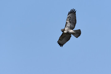 Swainson's Hawk in flight against blue sky