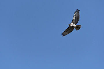 Swainson's Hawk in flight against blue sky