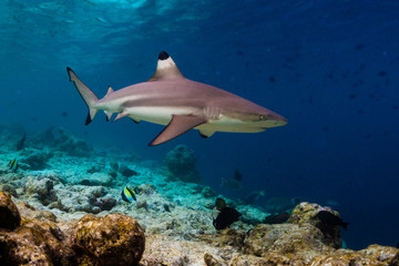 Blacktip reef shark (Carcharhinus melanopterus) swims along the reef edge in the tropical sea