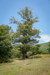 Spain.  Trees of the mountain of Palencia. Palencia