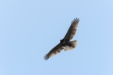 Swainson's Hawk in flight against blue sky