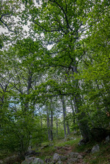 Obraz premium Spain. Forest of La Pedrosa in Palencia mountain. Palencia