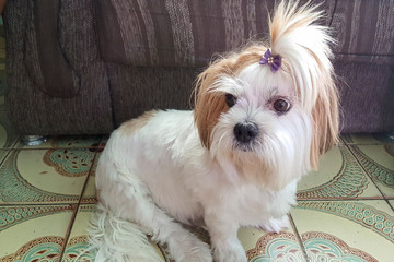 Cachorro sentado, branco e de orelhas amareladas.