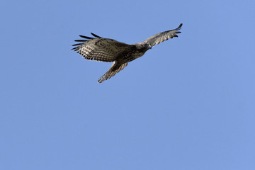 Fototapeta premium Swainson's Hawk in flight against blue sky
