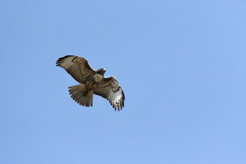 Swainson's Hawk in flight against blue sky