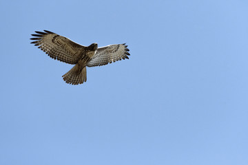 Swainson's Hawk in flight against blue sky