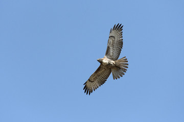 Fototapeta na wymiar Swainson's Hawk in flight against blue sky