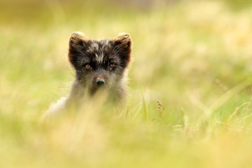 Arctic Fox