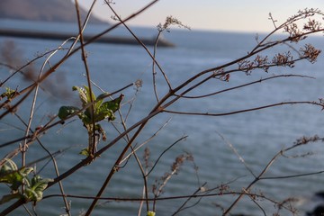 tree seaside