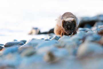Arctic Fox