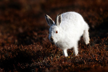 Mountain Hare
