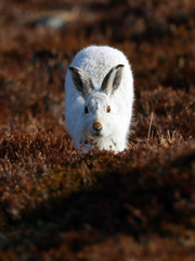 Mountain Hare