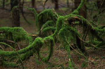 Branches and moss