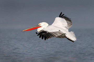Dalmatian Pelican