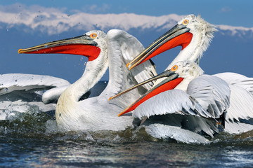 Dalmatian Pelican