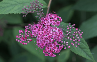 Pink flowers of a Spiraea Japonica, close up.