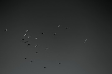 Birds