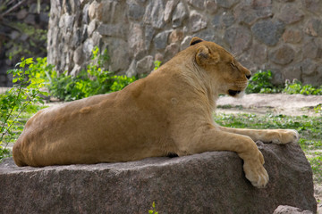 Lioness resting 
