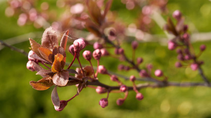 Rozkwitające rośliny wiosną w słoneczny dzień