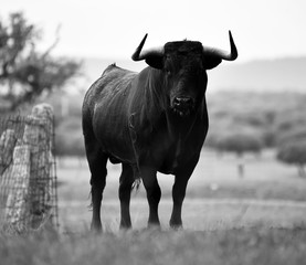 bull in spain