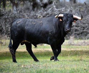 toro grande en españa