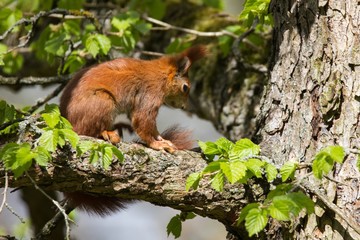 Eichhörnchen 19