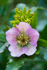 Helleborus blossoms in a spring garden