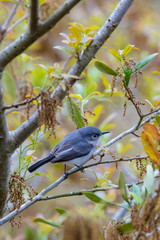 A solitary and precious Blue-Gray Gnatcatcher scouts out its next limb to forage for insects