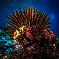 Vivid coral in the tropical sea