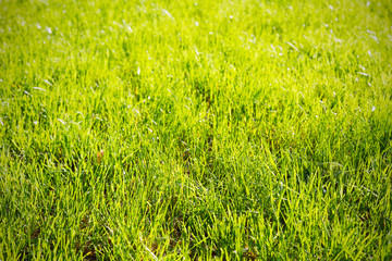 Abstract spring or summer green grass background