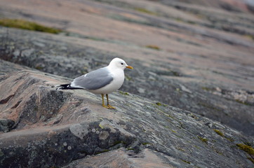 Möwe Fels