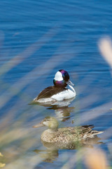 A breeding male and female Bufflehead duck are spotted along a wetlands shoreline