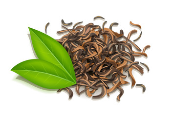 Fresh green and dried tea leaves. Traditional japanese and chinese tonic drink. Isolated white background. Eps10 vector illustration.