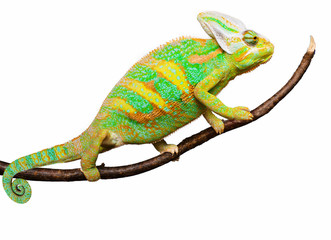 Close-up view of cute colorful exotic chameleon isolated © Igor