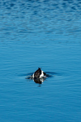 A breeding male Bufflehead shows its iridescent head on a bright sunny day along a shore of wetlands