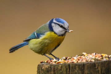 blue tit